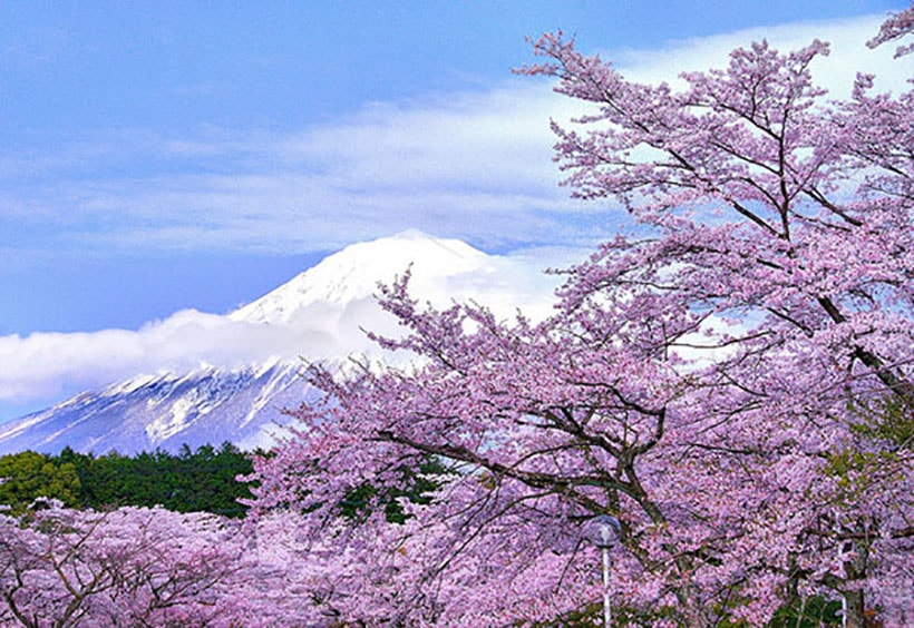 The Renowned Sakura Japan Backpacker